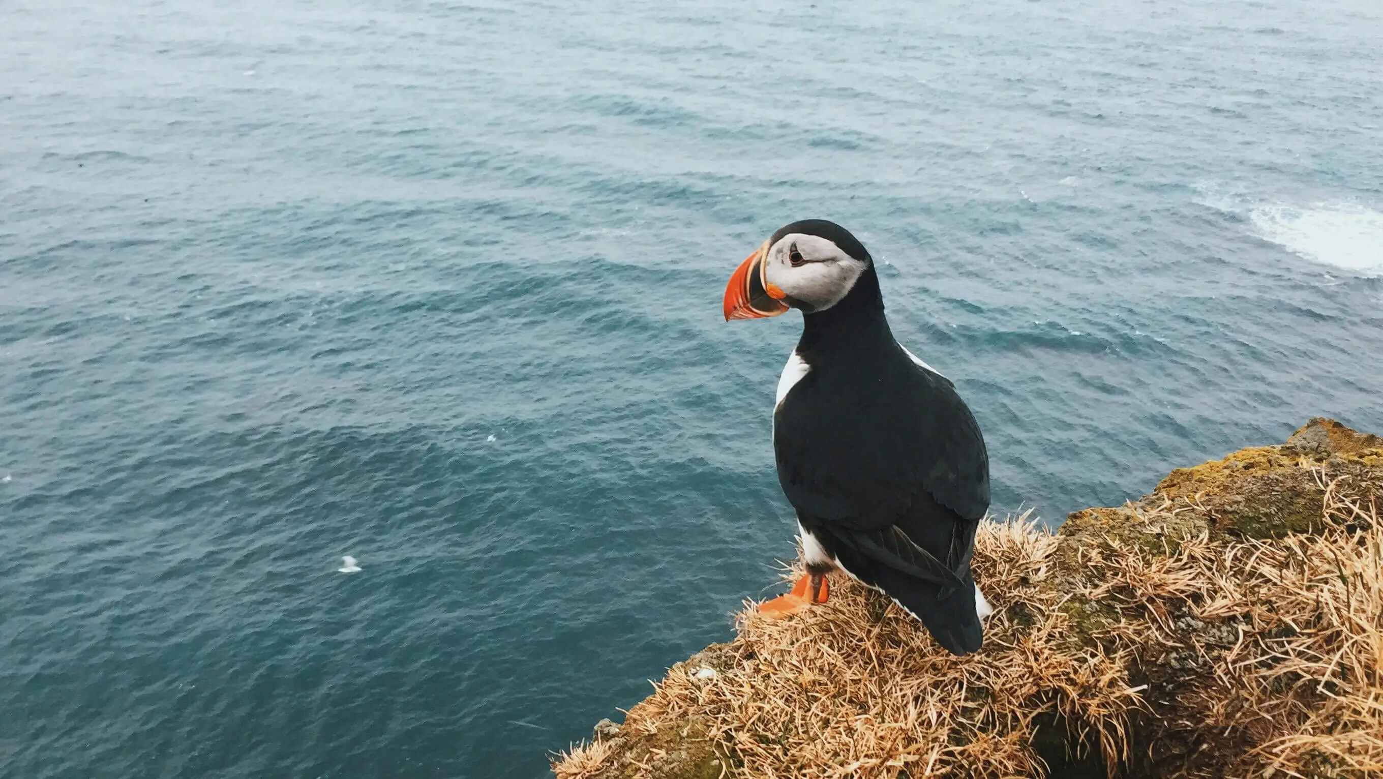 A puffin sitting on a cliff
